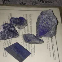 سگ لاجورد و شجردریایی