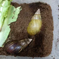 حلزون درمانی آلبینو