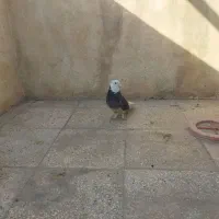 کفتر شازده و طوقی