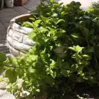 گل ناز مناسب باغ یا مجتمع یا گلخانه