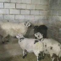 فروش ۳عدد بره بومی