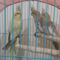 عروس هلندی ماده