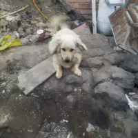 سگ نر پاکوتا