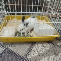 بچه خرگوش لوپ