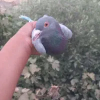 کفتر آلامانی نر سالم سلم