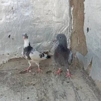 کبوتر آلمانی