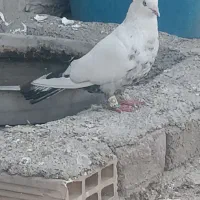دمبی