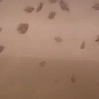بچه ماهی  فلاور هورن
