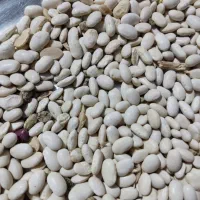 خوراک دام وطیور شعبان
