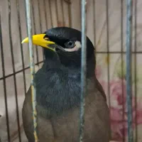 پرنده ی مینا