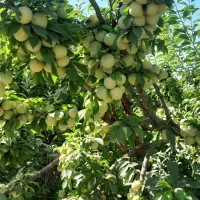 آلو خورشتی درشت