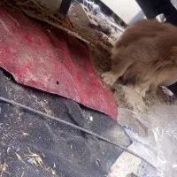 سگ پا کوتاه