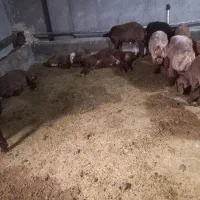 بره نر چاق کم چربی با قصاب رایگان