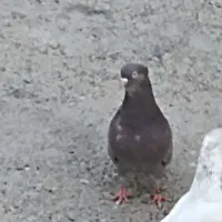 کبوتر