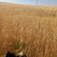 گندم ۷هکتار  دیم خوب فروش
