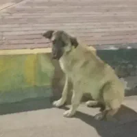 سگ‌گله