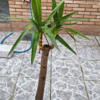 گل یوکا