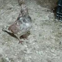 کبوتر پرشی شازده سرور