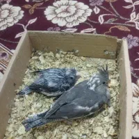 جوجه عروس پاریس یک ماه سرلاک