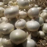 بذر پیاز