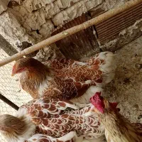 فروش ویاندوت اورنج