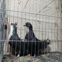 کبوتر|پرنده|بم, |دیوار