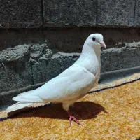 کفتر شیخ