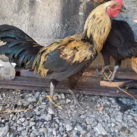 مرغ و خروس