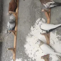 توافقی