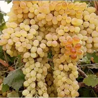 فروش درخت گردو پیوندی آلو پفکی سیب قرمز و