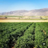 سرکارگر