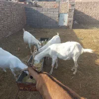 بز سانن و آلپاین