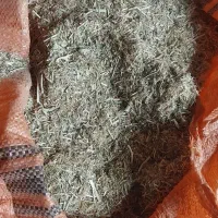 کاه عدس