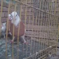 ماده توقی