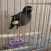 مرغ مینا سخنگو بهمراه قفس بزرگ