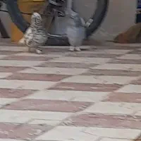 سرور دم سفید و سبز دم سفید
