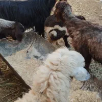میش و بره بز و کهره