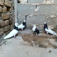 کبوتر طوقی
