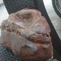 جمجمه دایناسور ۱۰۰ ملیون ساله