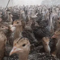 نیمچه بوقلمون برنز