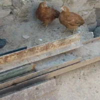 ۲عدوارک ژاپونی