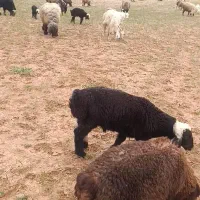 فروش گوسفند