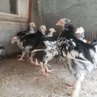 برهما بلک متلد و برهما بوف