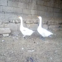 دوتا غاز بفروش میرسد