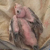 عروس هلندی