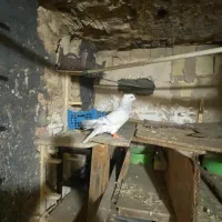 شامی دم سفید کاکلی نر دورگ درشت و قلدر