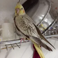 عروس هلندی گمشده در محدوده سی متری دوم 22 بهمن