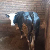 تلیسه ابستن