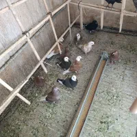 کبوتر جوجه