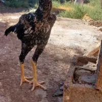 جوجه لاری فروشی
